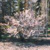 Cherry Nanking #2 - Image 2